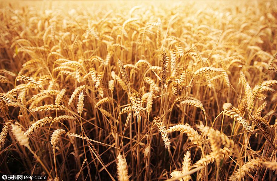 农业,谷物,土地种植纹理成熟小麦穗黑麦穗的领域农事种子