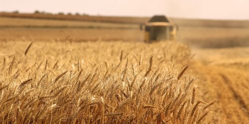 小麦籽粒散装/优质小麦,全营养谷物出口 - buy 有机小麦,全麦 product