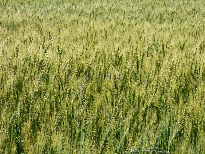 小麦,绿色,谷物高清图库素材免费下载(图片编号:7542925)-六图网