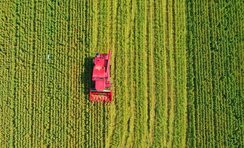 "超级谷物"藜麦在齐河大面积种植成功 4500亩藜麦今起收割_德州新闻网